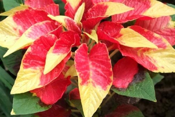 老来俏花如何浇水，夏季要经常在植株周围洒水