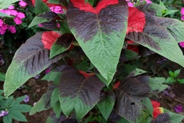 老来俏花如何浇水，夏季要经常在植株周围洒水