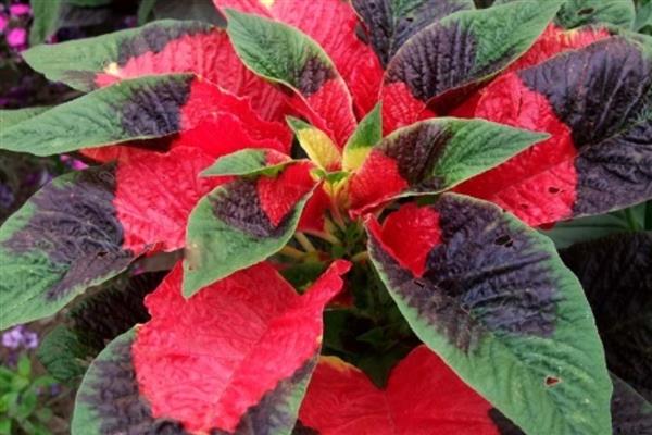 老来俏花如何浇水，夏季要经常在植株周围洒水