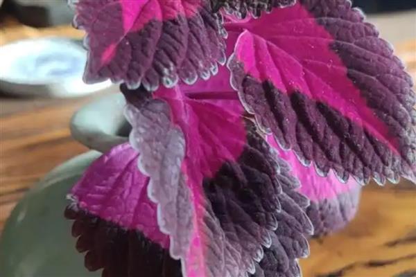 老来俏花如何浇水，夏季要经常在植株周围洒水