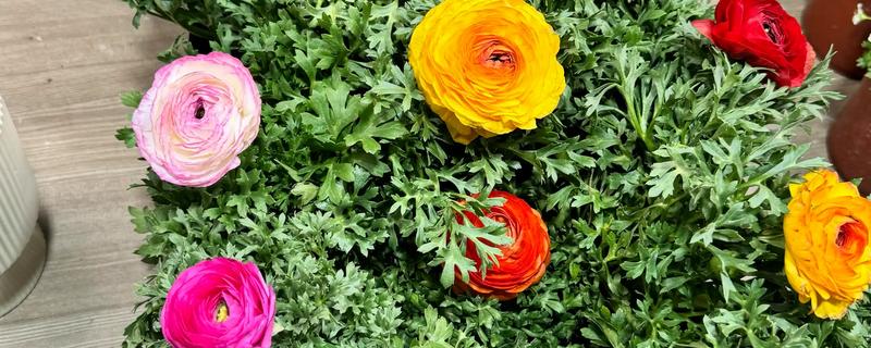 花毛茛什么时候开花，主要是在春季开花