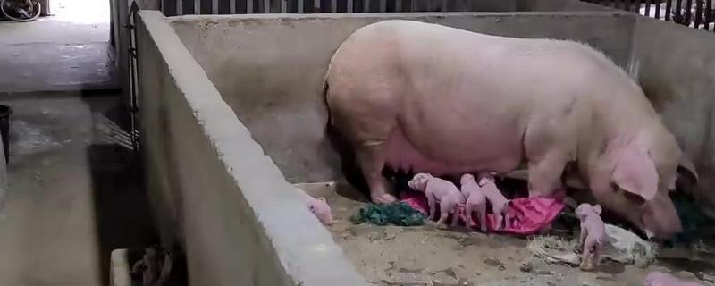 母猪怎样用红糖催乳,将红糖和白酒搅匀加入饲料饲喂