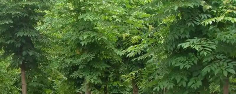 白蜡树好不好活,白蜡树好活