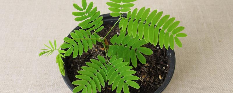 含羞草如何养殖，要选择肥沃的土壤进行种植