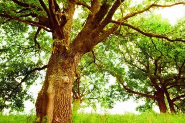 橡树的分布范围,广泛分布在北京、山东泰安等地