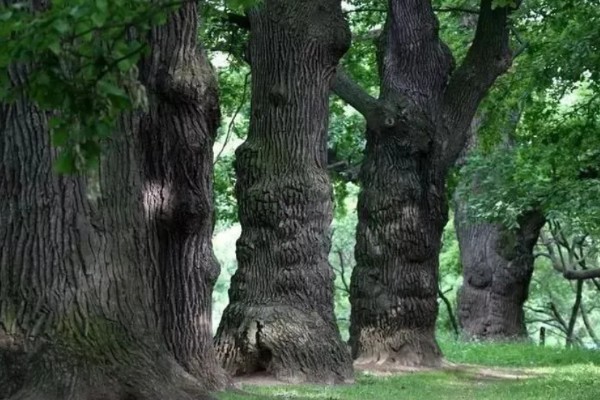 橡树的分布范围,广泛分布在北京、山东泰安等地