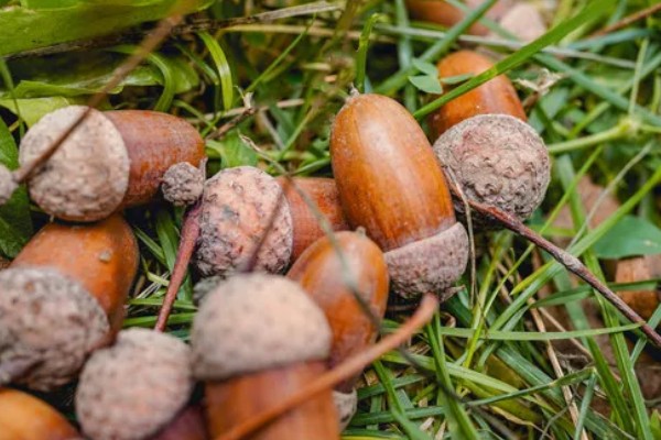 橡树的分布范围,广泛分布在北京、山东泰安等地