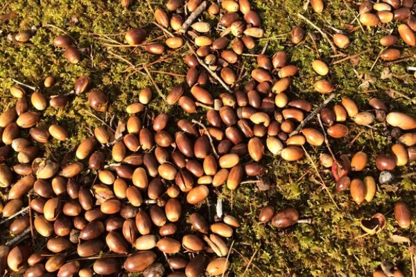 橡树的分布范围,广泛分布在北京、山东泰安等地