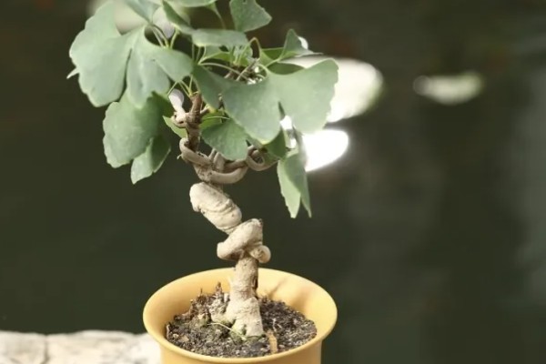 橡树的分布范围,广泛分布在北京、山东泰安等地