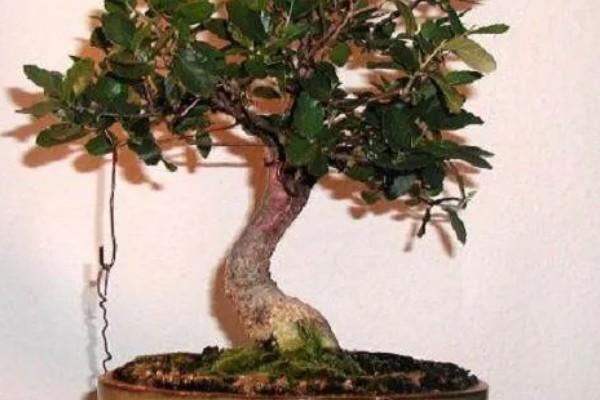 橡树的分布范围,广泛分布在北京、山东泰安等地