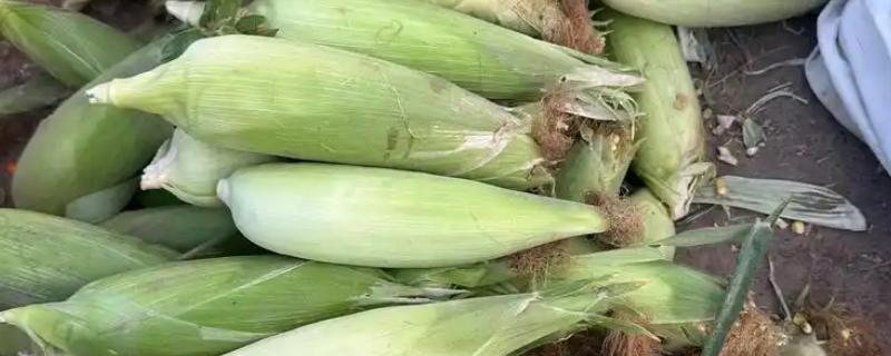 水果玉米的种植前景，种植前景广阔