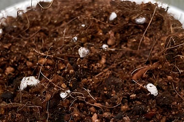 半边莲的养殖方法，成长期要保持湿润