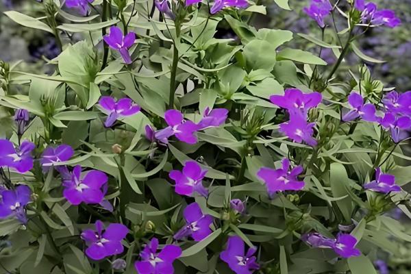 半边莲的养殖方法，成长期要保持湿润