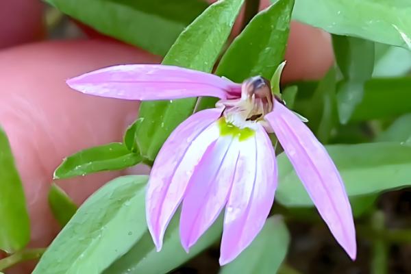 半边莲的养殖方法，成长期要保持湿润