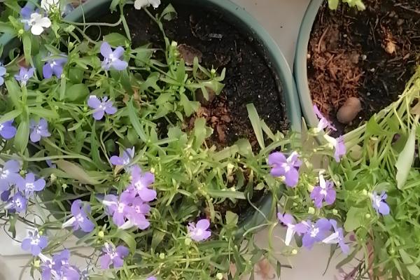 半边莲的养殖方法，成长期要保持湿润