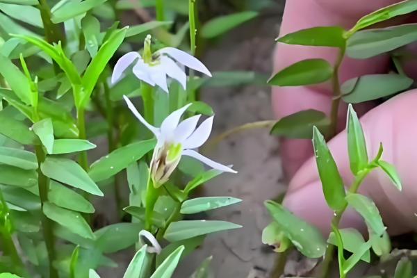 半边莲的养殖方法，成长期要保持湿润