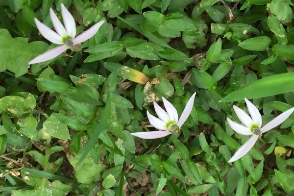 半边莲的养殖方法，成长期要保持湿润