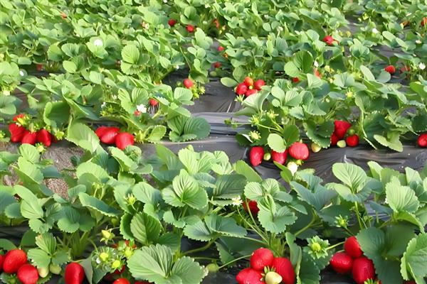 四季草莓能不能一年四季都结果，一年可连续开花多次结果