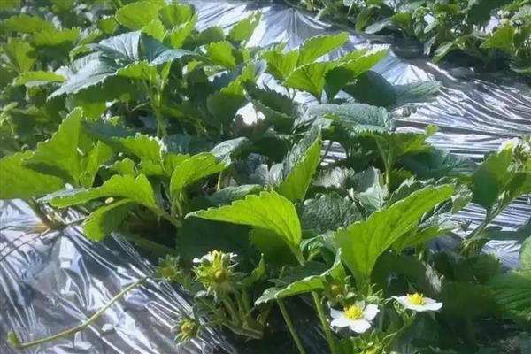 四季草莓能不能一年四季都结果，一年可连续开花多次结果