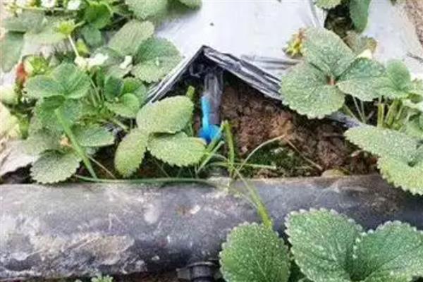 四季草莓能不能一年四季都结果，一年可连续开花多次结果