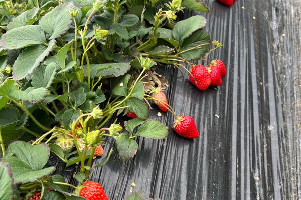 四季草莓能不能一年四季都结果，一年可连续开花多次结果