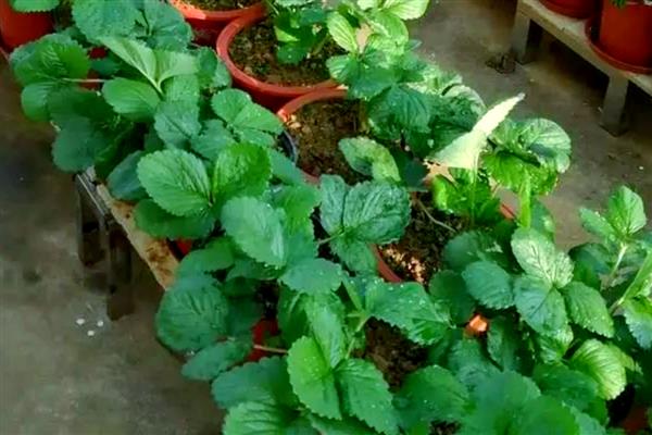 四季草莓能不能一年四季都结果，一年可连续开花多次结果