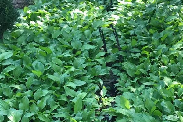 玉簪花的繁殖方法，以播种和扦插为主