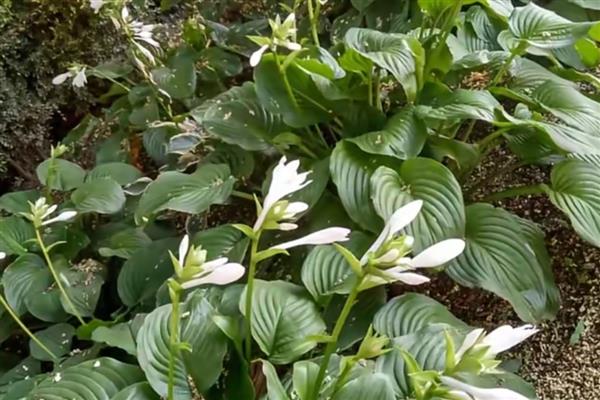 玉簪花的繁殖方法，以播种和扦插为主