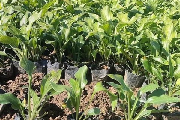 玉簪花的繁殖方法，以播种和扦插为主