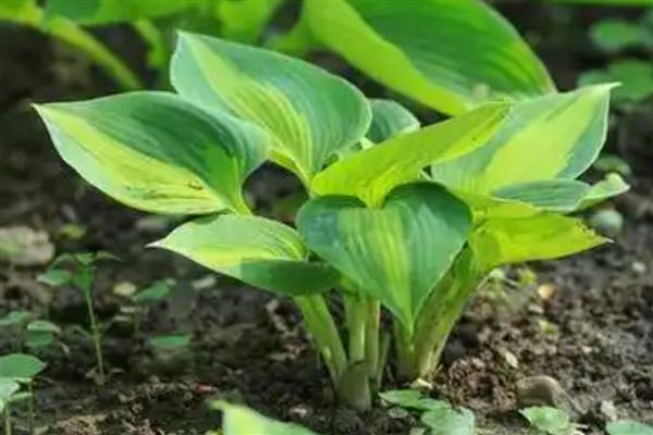 玉簪花的繁殖方法，以播种和扦插为主