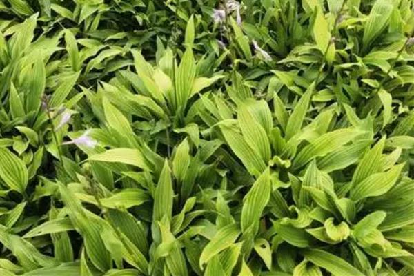 玉簪花的繁殖方法，以播种和扦插为主