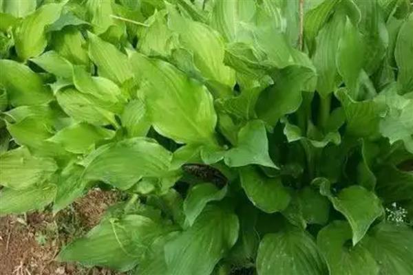 玉簪花的繁殖方法，以播种和扦插为主