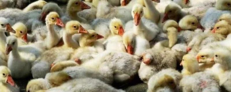 鹅为什么相互啄毛，环境潮湿、缺乏营养、养殖条件差是主因