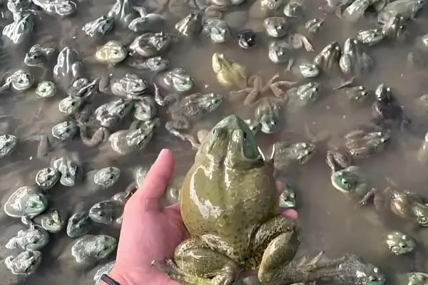 牛蛙喜欢生活在哪种环境中，喜欢生活在池塘、湖泊、沟港等水域