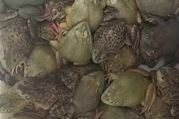 牛蛙喜欢生活在哪种环境中，喜欢生活在池塘、湖泊、沟港等水域