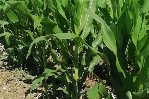 黄淮海抗锈病的玉米新品种,有MY73、陕科6号等