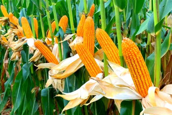 黄淮海抗锈病的玉米新品种,有MY73、陕科6号等