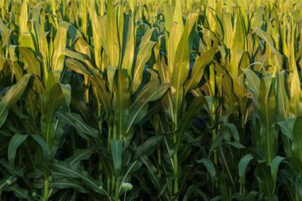 黄淮海抗锈病的玉米新品种,有MY73、陕科6号等