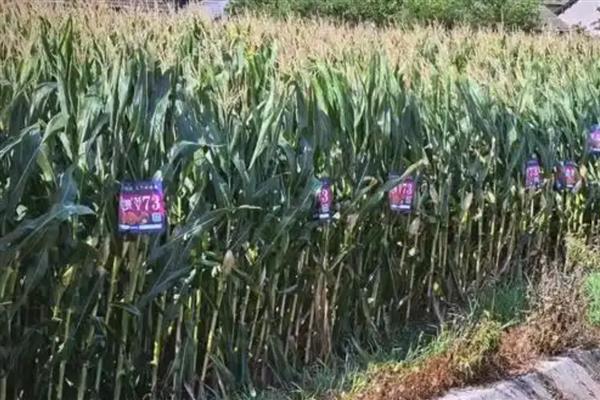 黄淮海抗锈病的玉米新品种,有MY73、陕科6号等