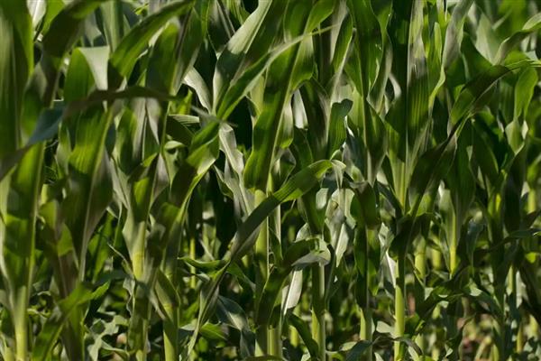 黄淮海抗锈病的玉米新品种,有MY73、陕科6号等