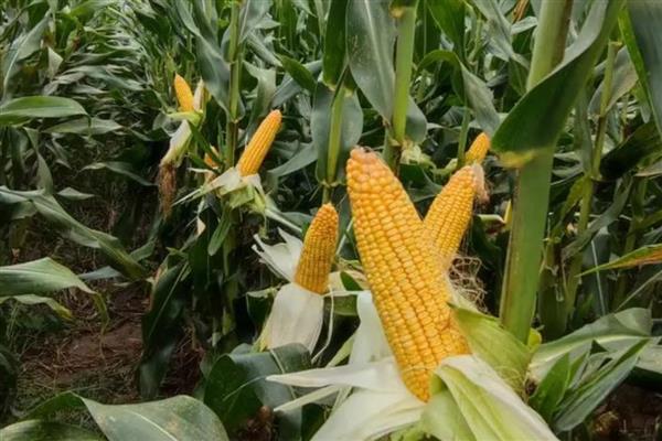 黄淮海抗锈病的玉米新品种,有MY73、陕科6号等