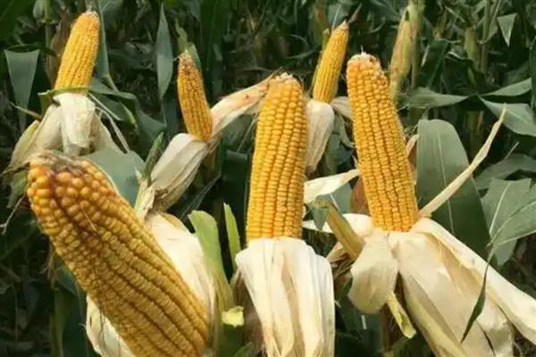 黄淮海抗锈病的玉米新品种,有MY73、陕科6号等