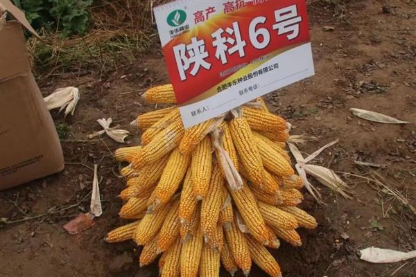 黄淮海抗锈病的玉米新品种,有MY73、陕科6号等