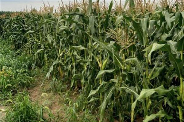 黄淮海抗锈病的玉米新品种,有MY73、陕科6号等