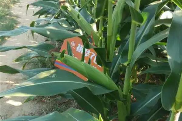 黄淮海抗锈病的玉米新品种,有MY73、陕科6号等