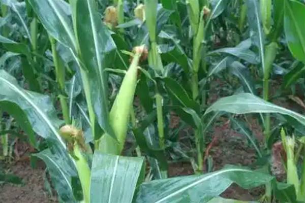 黄淮海抗锈病的玉米新品种,有MY73、陕科6号等