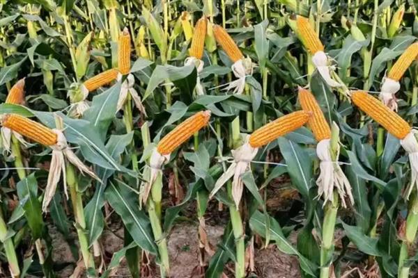 黄淮海抗锈病的玉米新品种,有MY73、陕科6号等