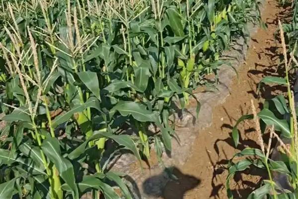 黄淮海抗锈病的玉米新品种,有MY73、陕科6号等