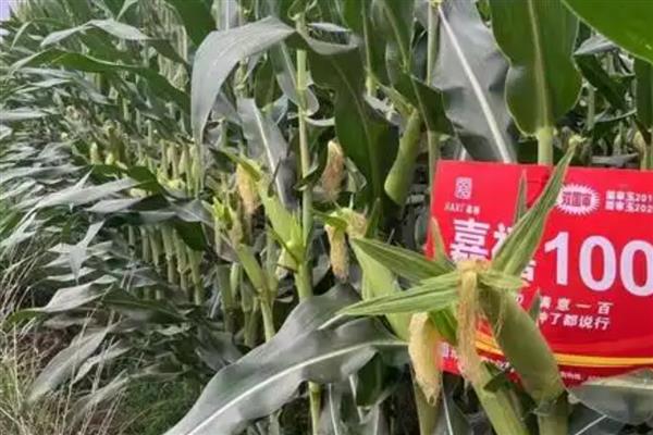 黄淮海抗锈病的玉米新品种,有MY73、陕科6号等