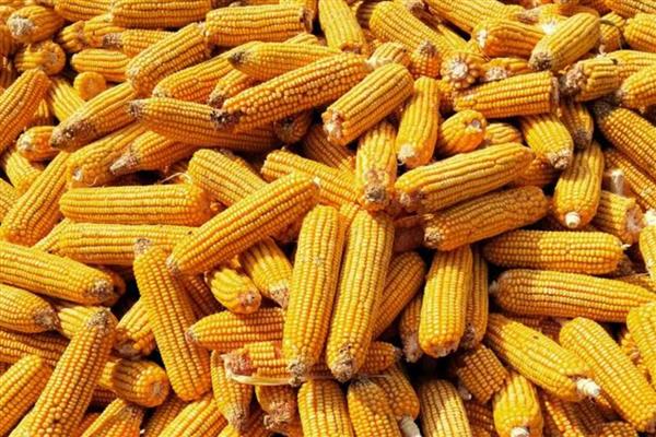 黄淮海抗锈病的玉米新品种,有MY73、陕科6号等